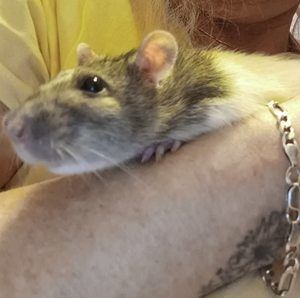 Meet your Posher, Cherie